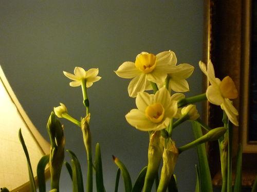 水仙之梦机制最新爆料,最新机制爆料深度解析 第2张 水仙之梦机制最新爆料,最新机制爆料深度解析 第2张